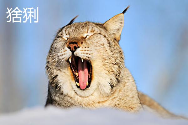 猞猁和兔猻哪個兇猛厲害 猞猁為什么吃貓