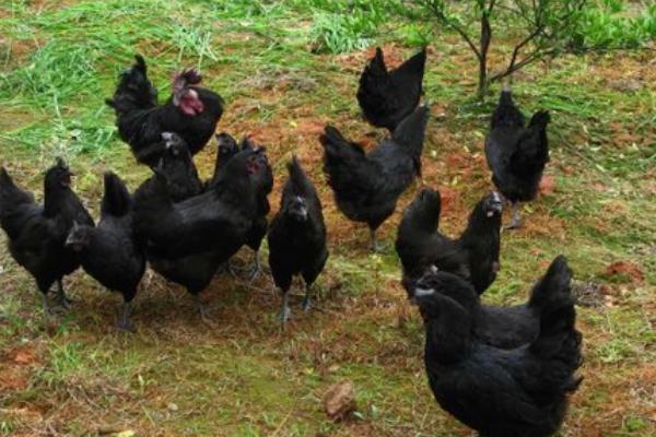 黑鳳雞市場前景怎么養 養黑鳳雞賺錢嗎