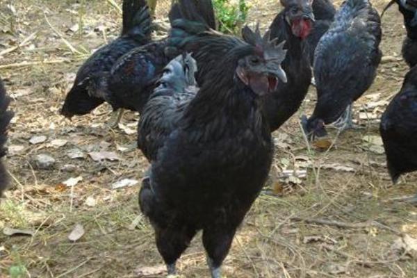 黑鳳雞市場前景怎么養 養黑鳳雞賺錢嗎
