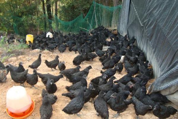 黑鳳雞市場前景怎么養 養黑鳳雞賺錢嗎