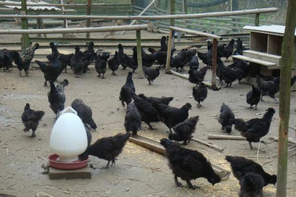 黑鳳雞市場前景怎么養 養黑鳳雞賺錢嗎