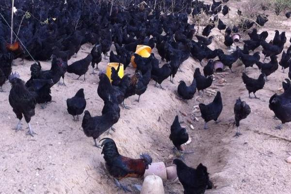 黑鳳雞市場前景怎么養 養黑鳳雞賺錢嗎