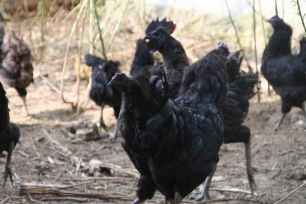 黑鳳雞市場前景怎么養 養黑鳳雞賺錢嗎