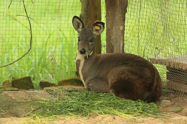 林麝市場價格多少錢一只 林麝幼崽多少錢一只