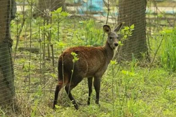 林麝市場價格多少錢一只 林麝幼崽多少錢一只
