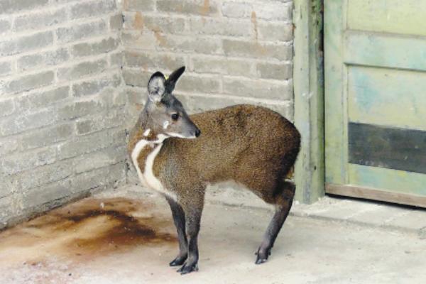 林麝市場價格多少錢一只 林麝幼崽多少錢一只