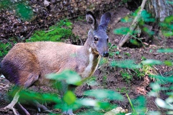 林麝市場價格多少錢一只 林麝幼崽多少錢一只