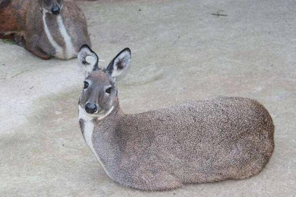林麝市場價格多少錢一只 林麝幼崽多少錢一只
