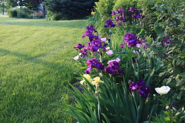 德國鳶尾能種水里嗎 德國鳶尾幾年開花
