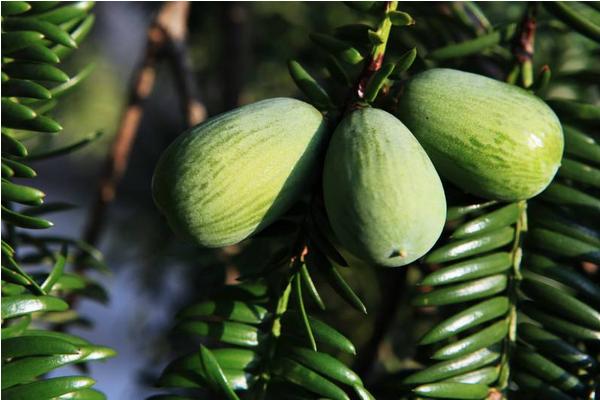香榧種植前景怎么樣 種植香榧一畝成本多少 香榧種植效益好嗎