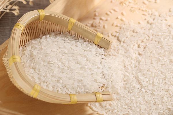 懶人稻是真的還是假的 懶人稻的優缺點 懶人稻是轉基因嗎