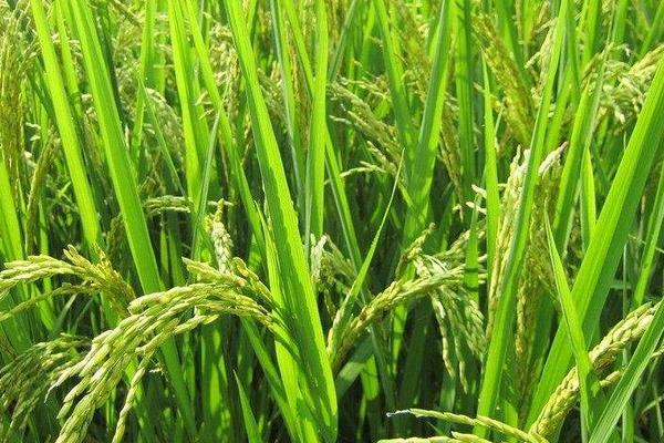 懶人稻是真的還是假的 懶人稻的優缺點 懶人稻是轉基因嗎