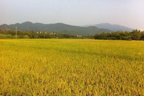 懶人稻適合哪些地區(qū)種植 為什么不推廣懶人稻