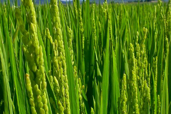 懶人稻適合哪些地區(qū)種植 為什么不推廣懶人稻