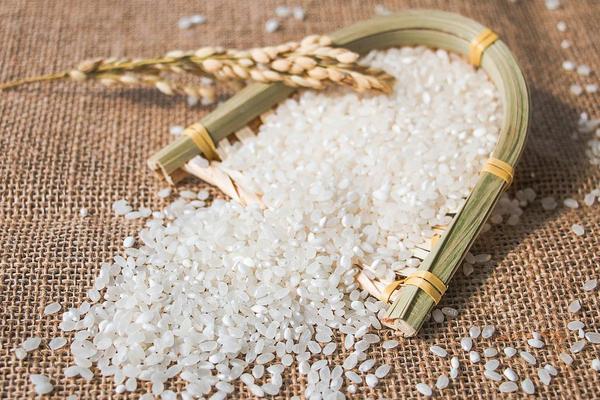 懶人稻適合哪些地區(qū)種植 為什么不推廣懶人稻