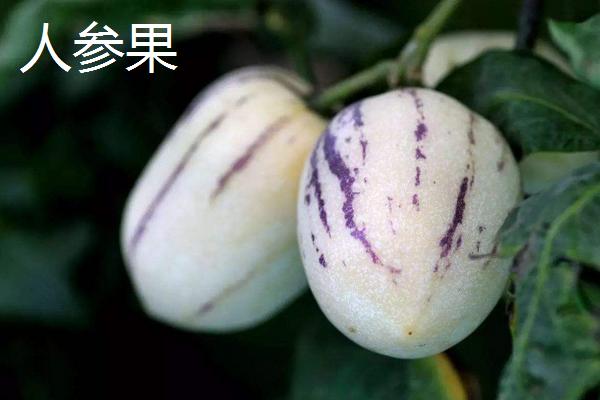 雪蓮果、紅薯、地瓜、人參果、木薯的區別分別是什么 雪蓮果的功效與作用