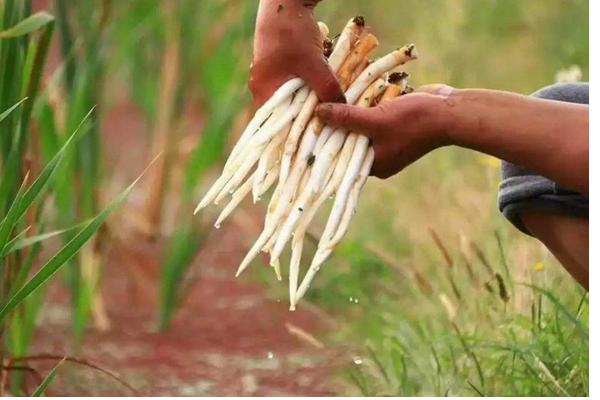 象牙菜種植栽培技術(shù) 象牙菜畝產(chǎn)量多少