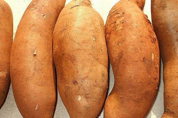 雪蓮果種植市場前景如何 雪蓮果一年四季都有嗎