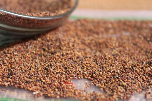 菟絲子種的太密了怎么辦 菟絲子畝產量有多少