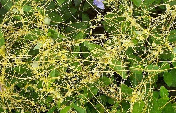 菟絲子種的太密了怎么辦 菟絲子畝產量有多少