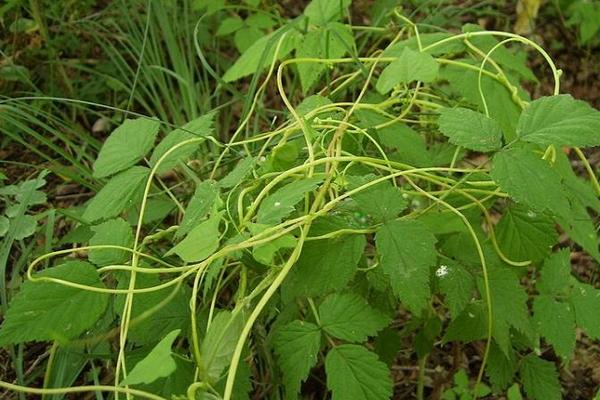 菟絲子種的太密了怎么辦 菟絲子畝產量有多少