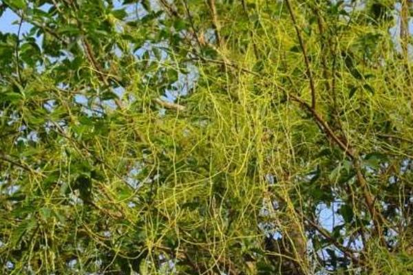 菟絲子種的太密了怎么辦 菟絲子畝產量有多少