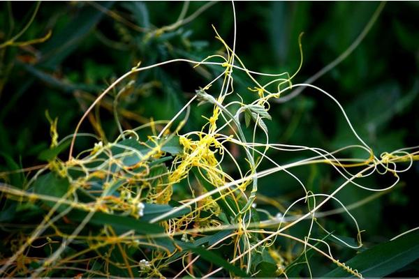 菟絲子種的太密了怎么辦 菟絲子畝產量有多少