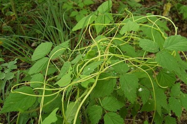 菟絲子種植前景怎么樣 菟絲子分幾種