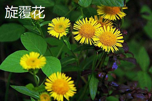 旋覆花與野菊花的區別是什么 旋覆花是不是野菊花