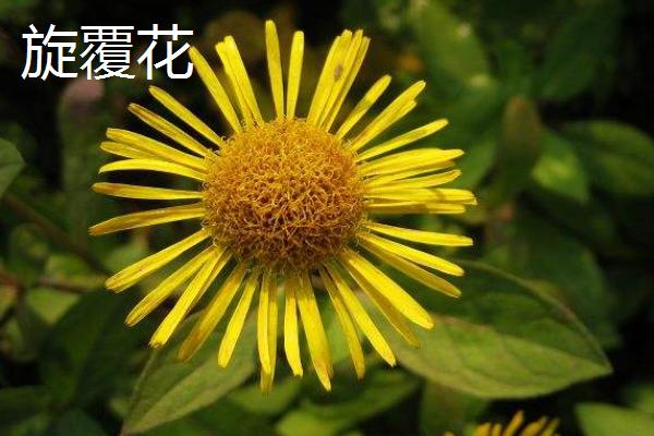 旋覆花與野菊花的區別是什么 旋覆花是不是野菊花