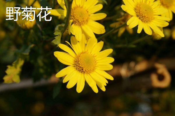 旋覆花與野菊花的區別是什么 旋覆花是不是野菊花