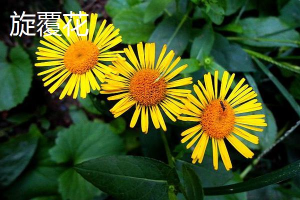 旋覆花與野菊花的區別是什么 旋覆花是不是野菊花