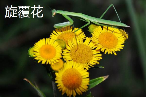 旋覆花與野菊花的區別是什么 旋覆花是不是野菊花