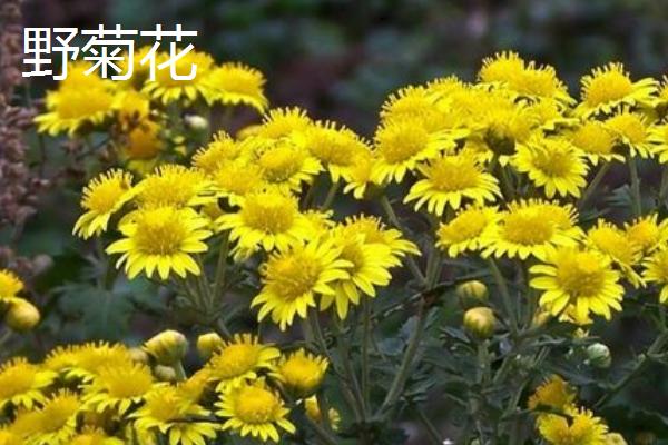 旋覆花與野菊花的區別是什么 旋覆花是不是野菊花