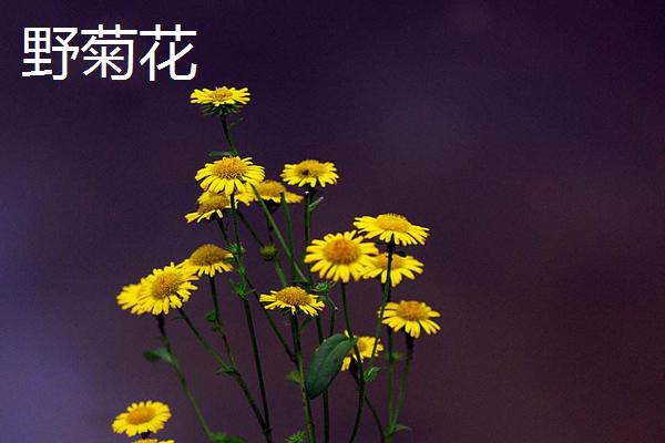 旋覆花與野菊花的區別是什么 旋覆花是不是野菊花