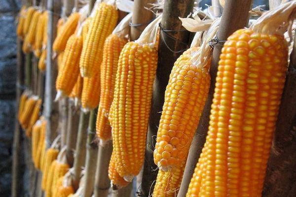 新鮮的玉米棒怎么保存 玉米棒可以做什么