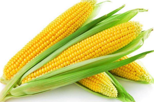 新鮮的玉米棒怎么保存 玉米棒可以做什么