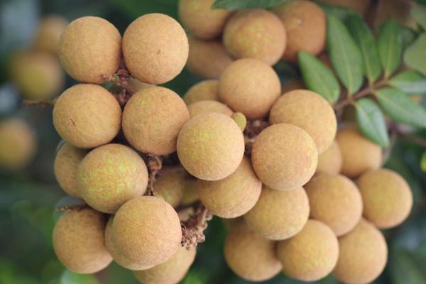 四季蜜龍眼市場價格多少錢一斤 四季蜜龍眼好吃嗎