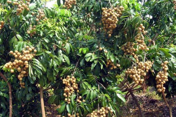 四季蜜龍眼市場價格多少錢一斤 四季蜜龍眼好吃嗎