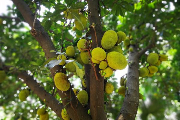 密多羅苗市場價格多少錢一棵 蜜多羅和菠蘿蜜的區(qū)別是什么