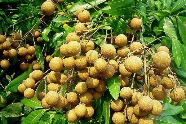 四季蜜龍眼種植方法 四季蜜龍眼種植條件