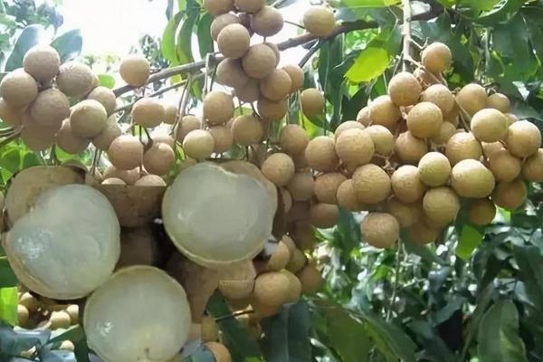 四季蜜龍眼種植方法 四季蜜龍眼種植條件