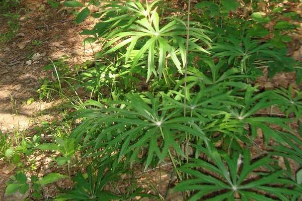 兔兒傘市場價格多少錢一斤 兔兒傘的產(chǎn)地在哪里