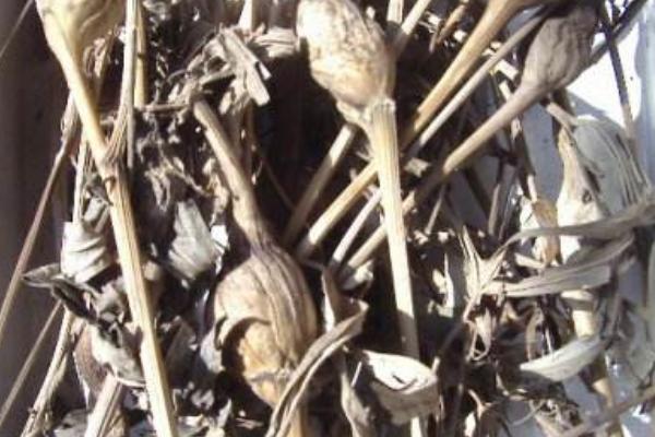 兔兒傘市場價格多少錢一斤 兔兒傘的產(chǎn)地在哪里