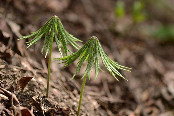 兔兒傘市場價格多少錢一斤 兔兒傘的產(chǎn)地在哪里