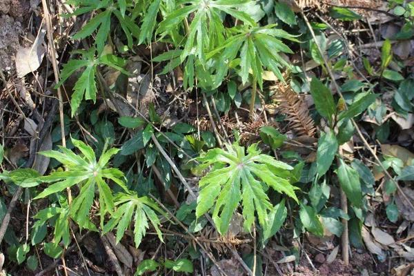 兔兒傘市場價格多少錢一斤 兔兒傘的產(chǎn)地在哪里