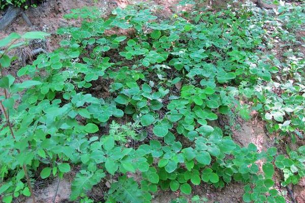 淫羊藿市場價格多少錢一斤 淫羊藿產(chǎn)地在哪里