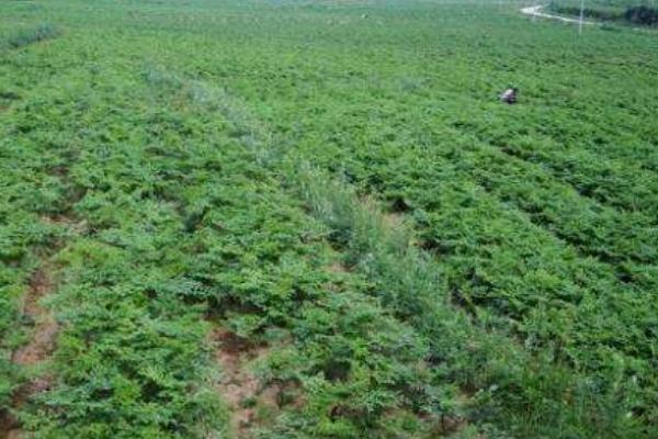 霪羊藿種植前景好嗎 種霪羊藿效益好嗎