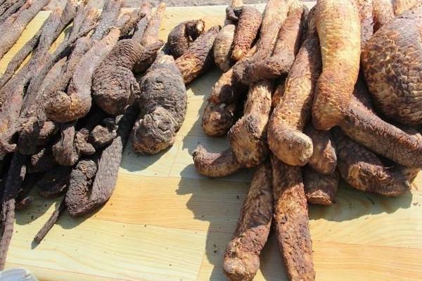 肉蓯蓉有保質(zhì)期嗎 新鮮肉蓯蓉怎么處理