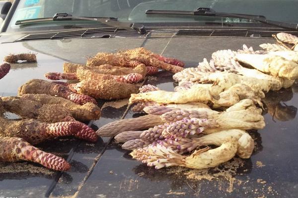 肉蓯蓉有保質(zhì)期嗎 新鮮肉蓯蓉怎么處理